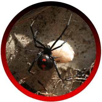 Spider Exterminators Simi Valley, CA