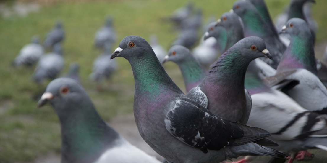 Pest Control Companies Santa Barbara CA